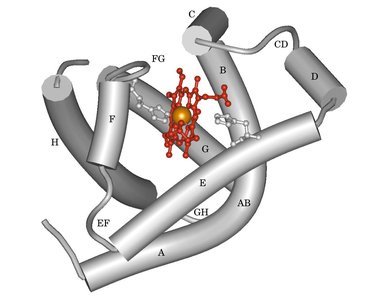 Structure of myoglobin