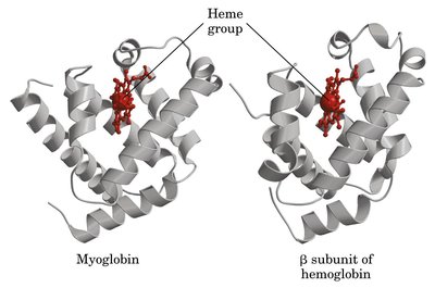 Structures of myoglobin and hemoglobin beta subunit