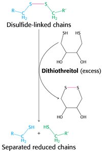 Reduction of disulfide bonds with DTT