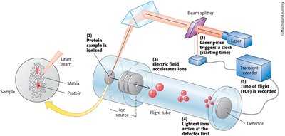 MALDI ionization and TOF analysis