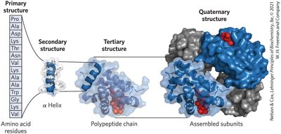Levels of protein structure: primary, secondary, tertiary, quaternary