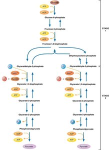 Glycolysis pathway overview