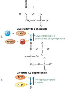GAPDH and PGK reactions