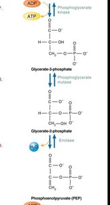 Pyruvate kinase reaction