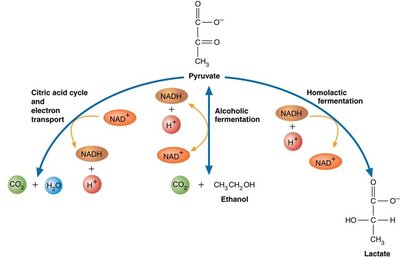 Fate of pyruvate
