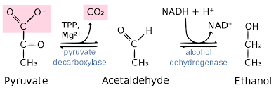 Alcoholic fermentation pathway