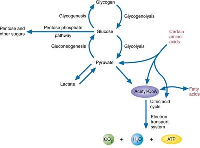Pentose phosphate pathway overview