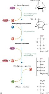 Oxidative phase of PPP