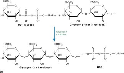 Glycogenesis pathway