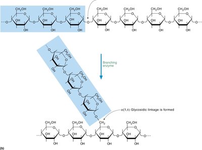 Glycogen synthase regulation