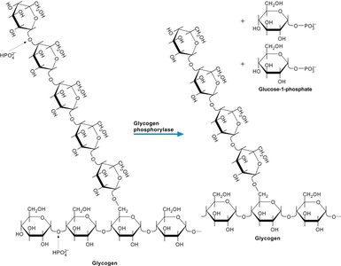 Glycogen phosphorylase reaction