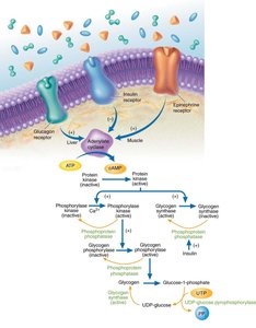 Hormonal regulation of glycogen metabolism