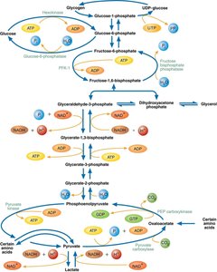 Cori cycle