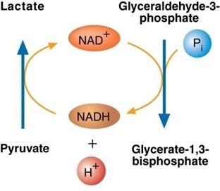 Lactate dehydrogenase reaction