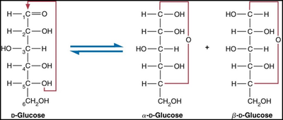Interconversion between linear and cyclic forms of glucose