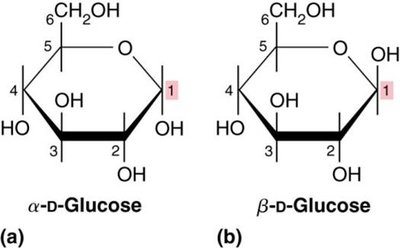 α and β anomers of D-glucose
