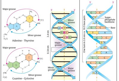 Major and minor grooves, and helical structure of DNA