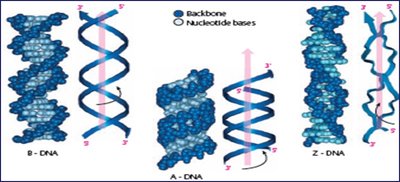Visual comparison of B-DNA, A-DNA, and Z-DNA