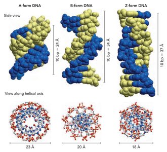 Space-filling models of A, B, and Z DNA