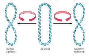 DNA supercoiling: positive, relaxed, negative