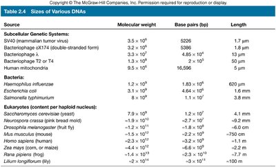 Table of DNA sizes in various organisms