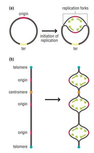 Bacterial and eukaryotic chromosome structure