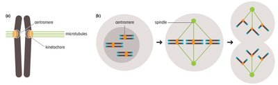 Centromere structure and function