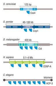 Telomere structure