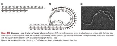 Mitochondrial DNA structure