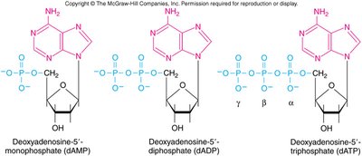 Structures of deoxyadenosine mono-, di-, and triphosphate