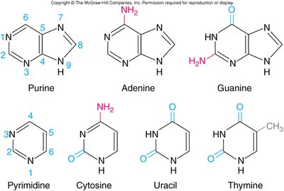 Structures of purine and pyrimidine bases