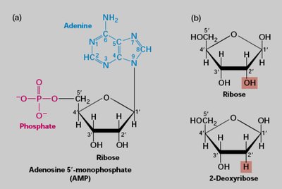 Structure of AMP and comparison of ribose and deoxyribose