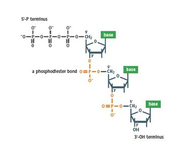 Phosphodiester bond in DNA backbone