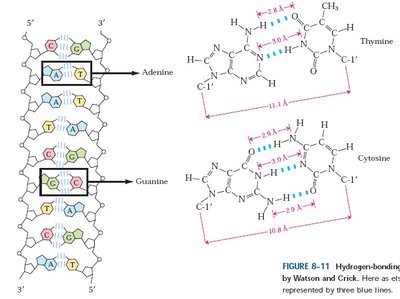 Base pairing and hydrogen bonds in DNA