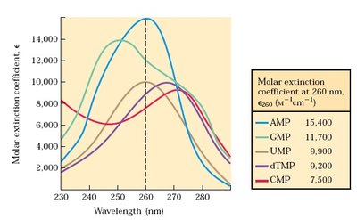 UV absorption spectra of nucleotide bases