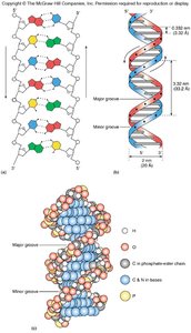 Major and minor grooves in DNA double helix