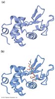 Enzyme structure with active site