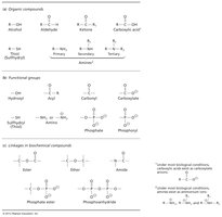 Functional groups and linkages in biomolecules