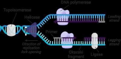 DNA replication fork with enzymes and Okazaki fragments