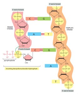 Addition of dNTPs to DNA strand