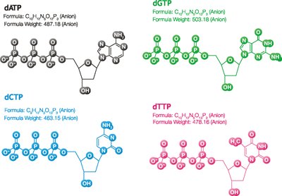 Mechanism of phosphodiester bond formation in DNA synthesis