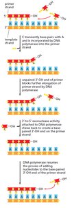 Exonucleolytic proofreading by DNA polymerase