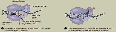 Proofreading mechanism of DNA polymerase