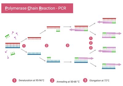 PCR cycle overview