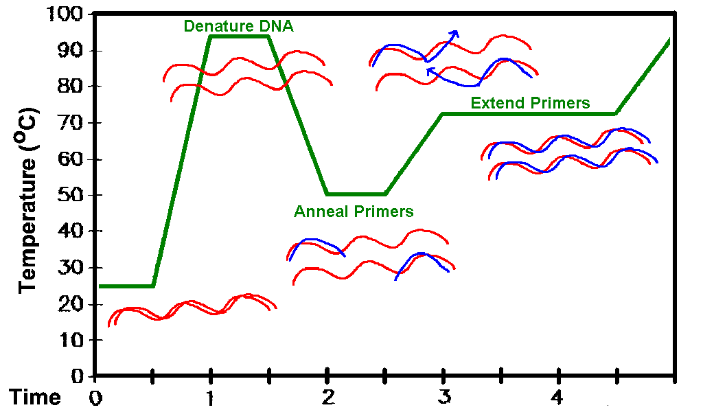 PCR temperature profile and steps