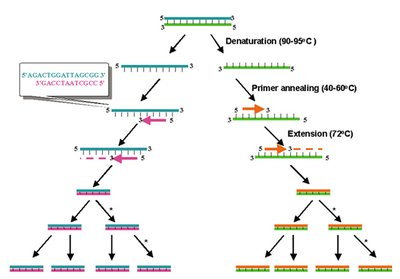 PCR reagents and reaction setup