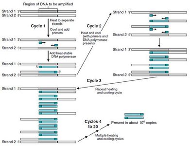 PCR amplification through cycles