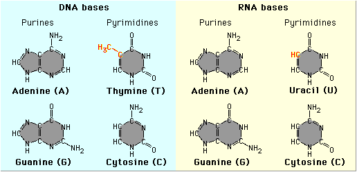 Structures of DNA and RNA bases