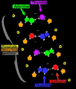 Base pairing in DNA double helix