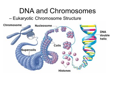 Eukaryotic chromosome structure